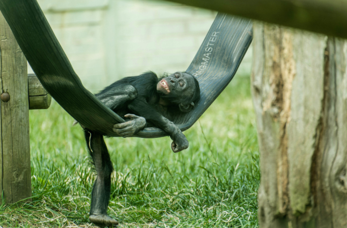 The hoses have been put to good use at Twycross Zoo